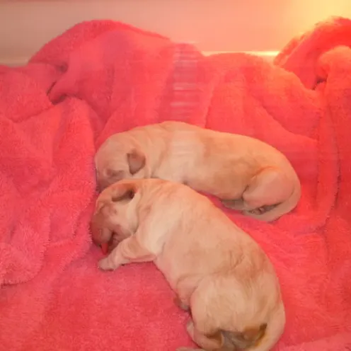 Brightwood Animal Hospital Newborn Puppies